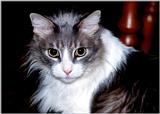 My Cat Zachary - p-zachary06.jpg(1/1) 118847 bytes