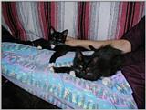 Sebastian &Tyson at 12 Weeks old - p1100001.jpg (1/1)