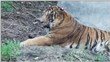 Tiger (1 of 2)