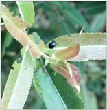 Blue Bug