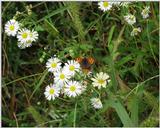 Butterfly (2 pics (2 of 2)