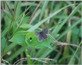 Butterfly (2 pics (2 of 2)