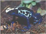 Poison Arrow Frog