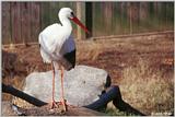 European White Stork