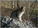 Misty - pc190038.jpg (1/1)