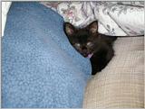 Jasmine - pc230002.jpg (1/1)