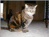 Battle cat - pc260029.jpg (1/1)