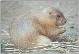 Prairie Dog #1