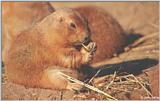 Prairie Dog #2