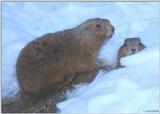 Prairie Dog