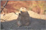 Prairie Dog #3