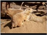 Prairie Dog 1