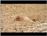 Prairie Dog 2