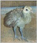 Peachick - Indian peafowl