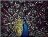 Peacock - blue peafowl (Pavo cristatus)