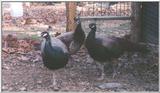 India Blue Peafowl