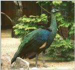 Re: colorful exotic birds please, Java Green Peacock -- Java peafowl (Pavo muticus muticus)