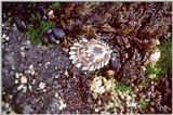 Periwinkel - Cape Perpetua, OR - peri01.jpg