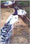 Pied Peacock - Indian peafowl (Pavo cristatus)