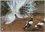 Pied Peacock - Indian peafowl (Pavo cristatus)