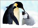 Re: Any pics penguins