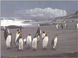 Re: Any pics penguins