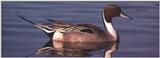 Pintail Drake