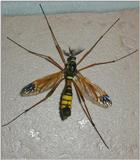 ouch !!! big insect..... (macro with coolpix 800)