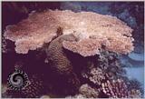 Underwater Photos - platbra.jpg - platebra.jpg [01/01]