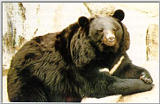 Korean black bear (반달곰)