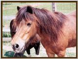 pony