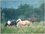 More Ponies of Assateague Island