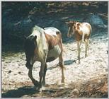 More Ponies of Assateague Island