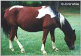 More Ponies of Assateague Island