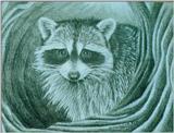 Raccoon Drawing