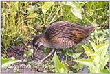 King Rail