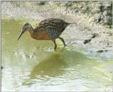 Virginia Rail