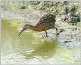 Virginia Rail