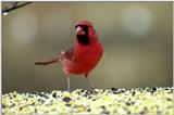 this mornings red birds...2