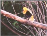 Orange Weaver Finch