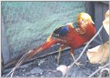 Golden Pheasant (Normal/Red)