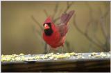this mornings red birds..1