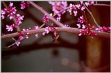Bee in Redbud - Augusta, GA - redbud02.jpg