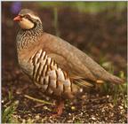 Red-legged Partridge