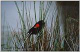 Red Wing blackbird
