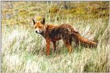 -> Another redhead - the Red Fox