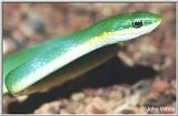 Re: REQ Pics of Green, Long-nose, or Ringneck Snakes - Rough green snake (Opheodrys aestivus)