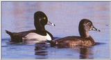 Re: waterfowl pics - Ringneck Ducks