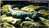 Rock Iguana