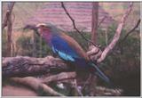 Lilac-breasted Roller